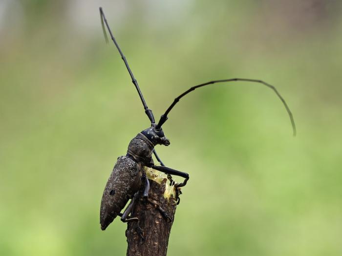 «В древесине нашли живого усача»: Россельхознадзор остановил экспорт леса в Свердловской области | В Свердловской области в пиломатериалах выявили личинку елового усача