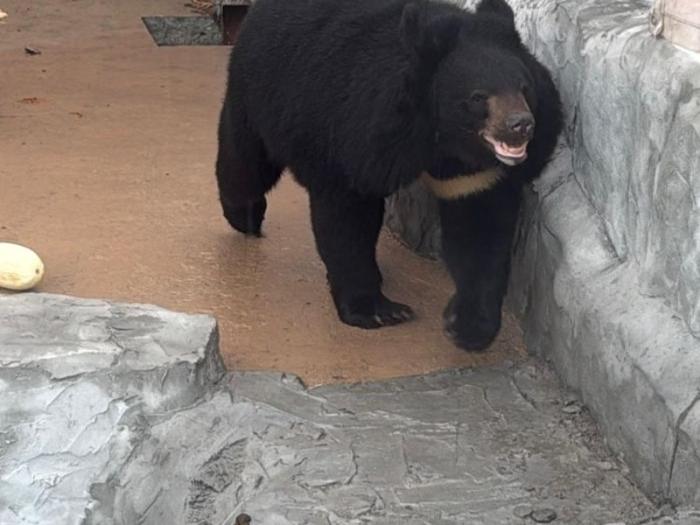 Прилетела в багаже: 245-килограммовую гималайскую медведицу доставили в Екатеринбург | Гималайская медведица Кира прибыла в Екатеринбург на борту «Уральских авиалиний»