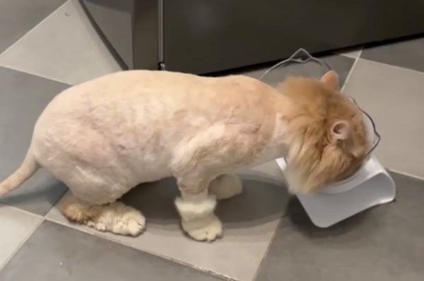 В Москве нашли хозяйку коту, которого приняли за пропавшего Твикса