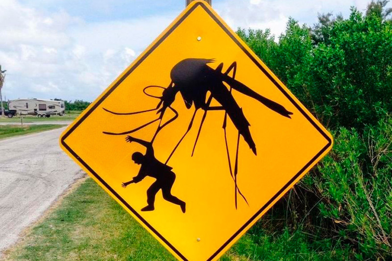 Из-за комаров-мигрантов России грозят эпидемии смертельных тропических болезней