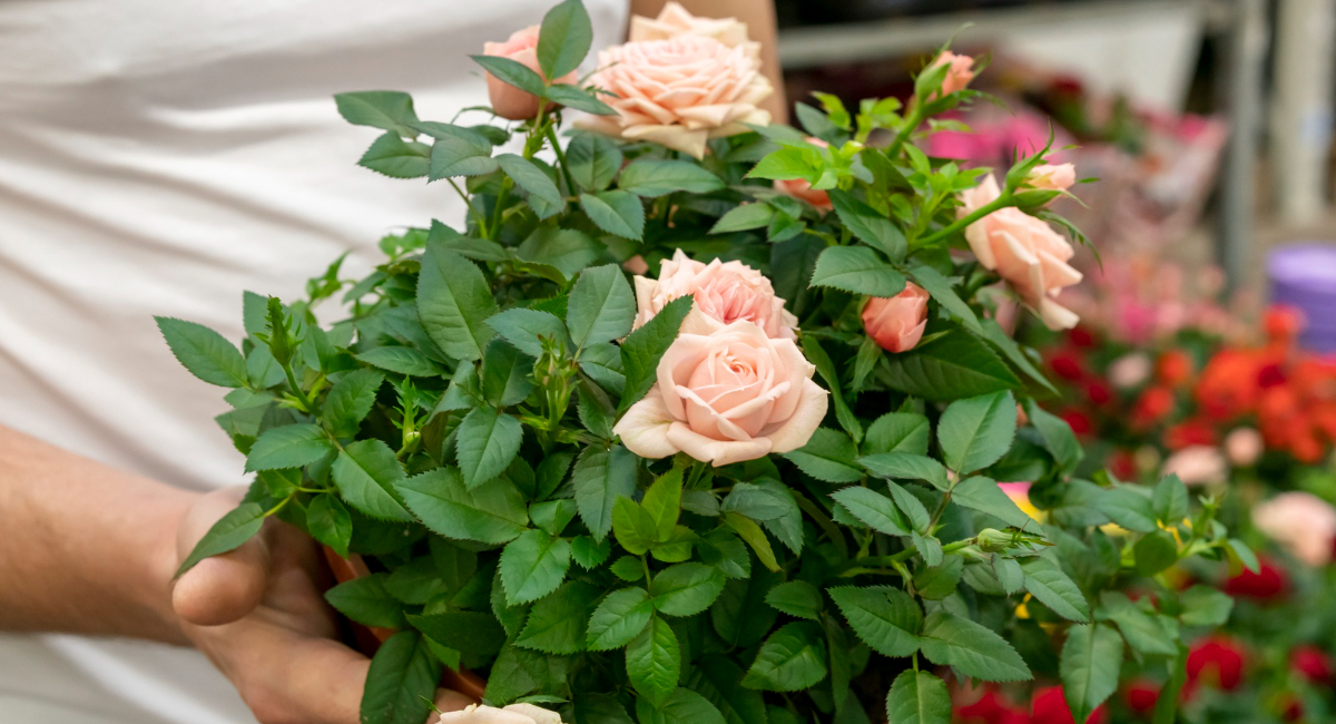 Как только сойдет снег — льем под розы: королева сада выпускает сотни бутонов — аромат на 2 км в округе 