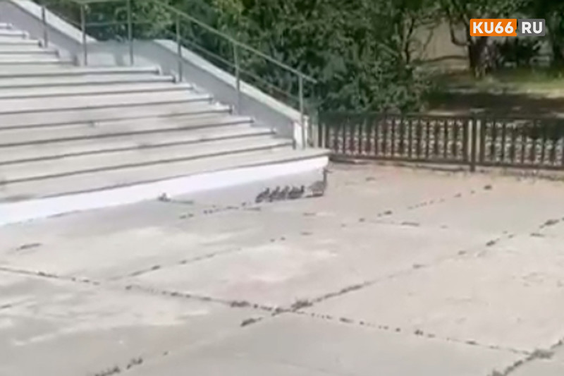 Каменцы уже несколько дней переживают за утку с выводком, которая деловито прогуливалась по центру города. Говорят, пересохло болото...