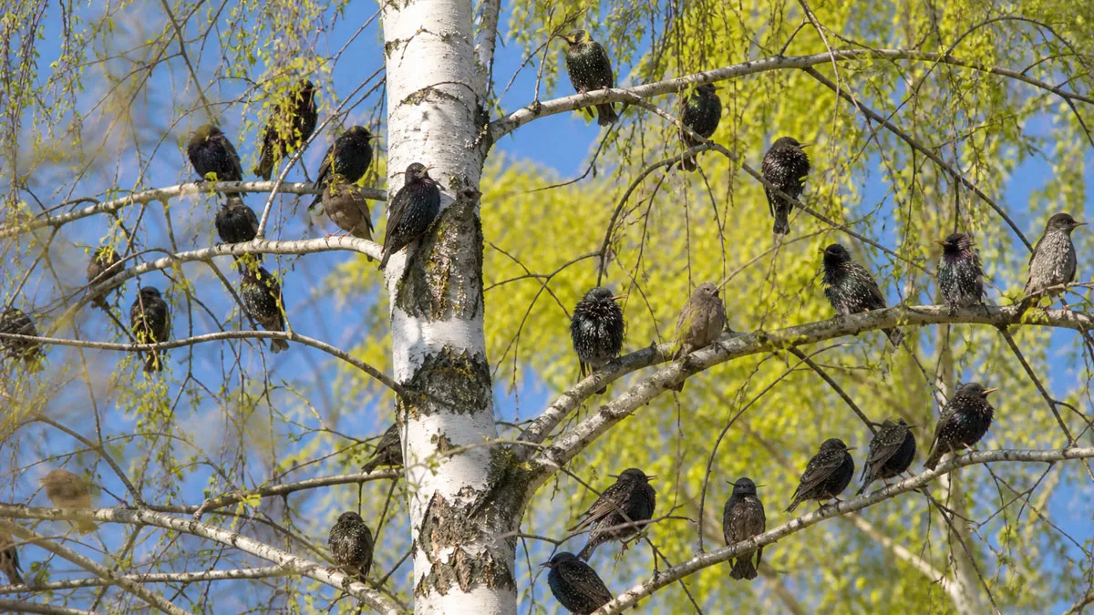 3 мая день Окликания предков