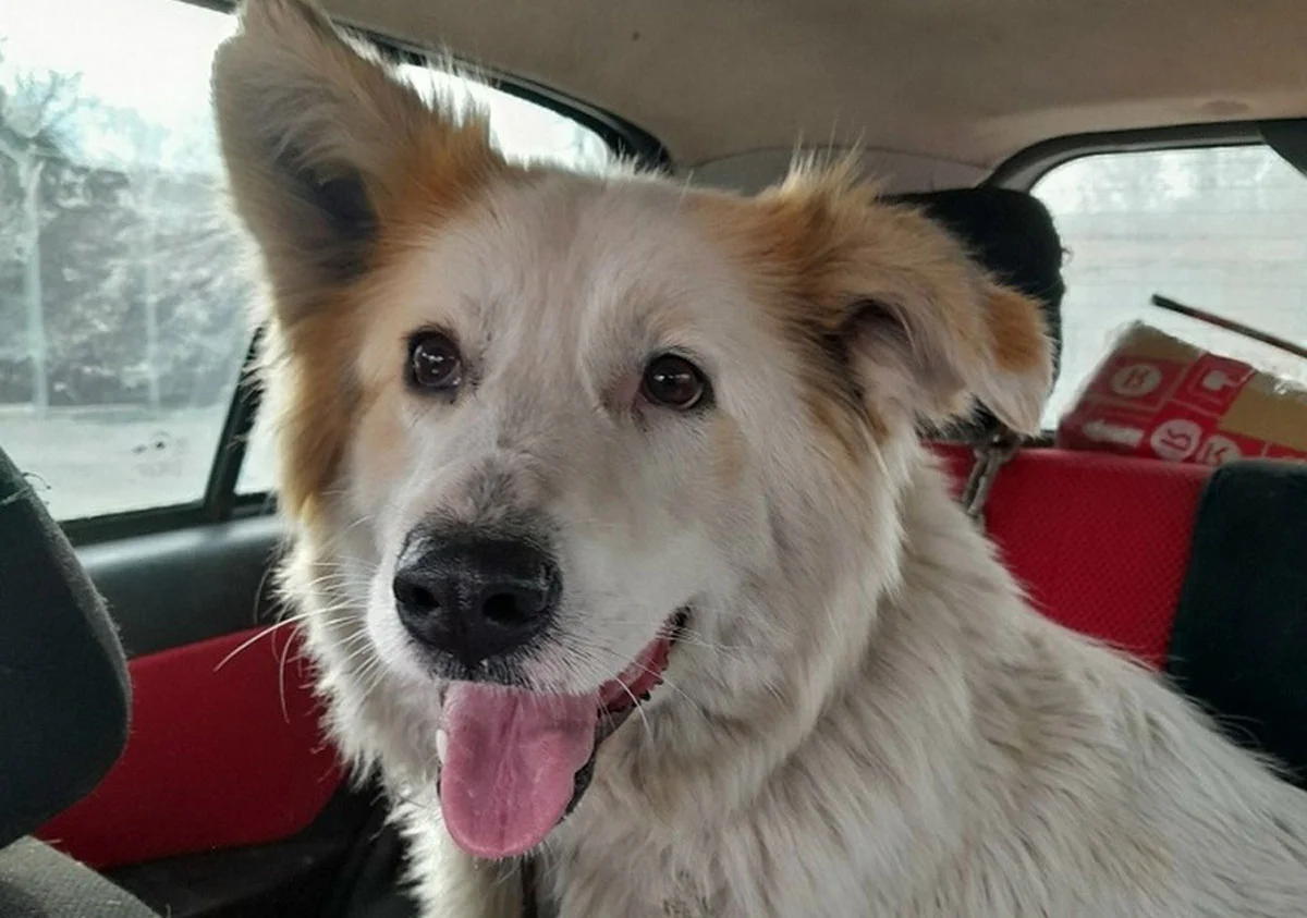 Машинисты и волонтеры спасли собаку от гибели