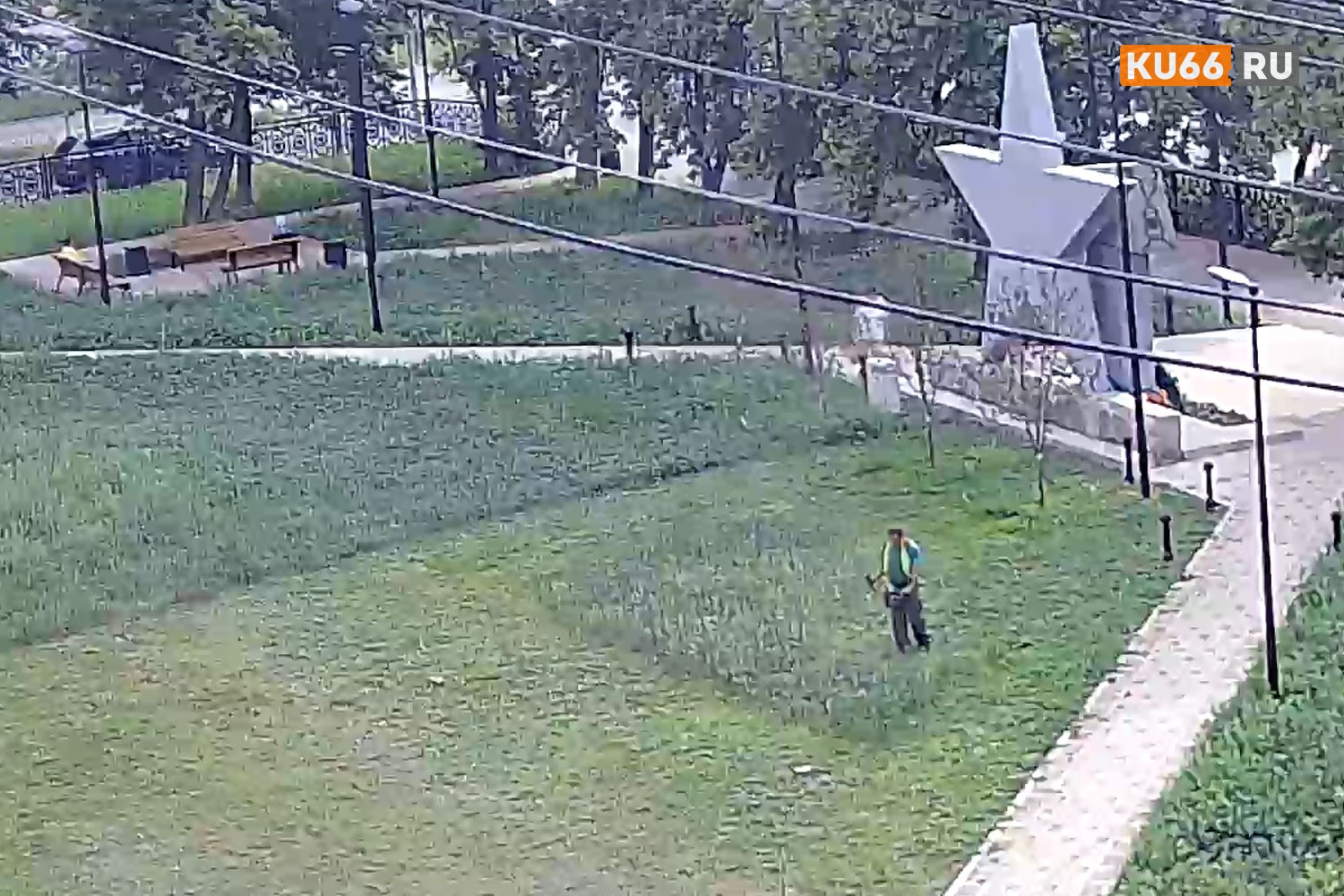 Полицейские проводят проверку по факту произрастания на газоне дикорастущей конопли