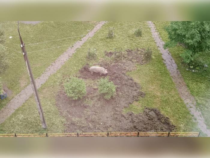 Свиньи в городе - штраф на подходе: владельцев скота в Свердловской области ждут санкции